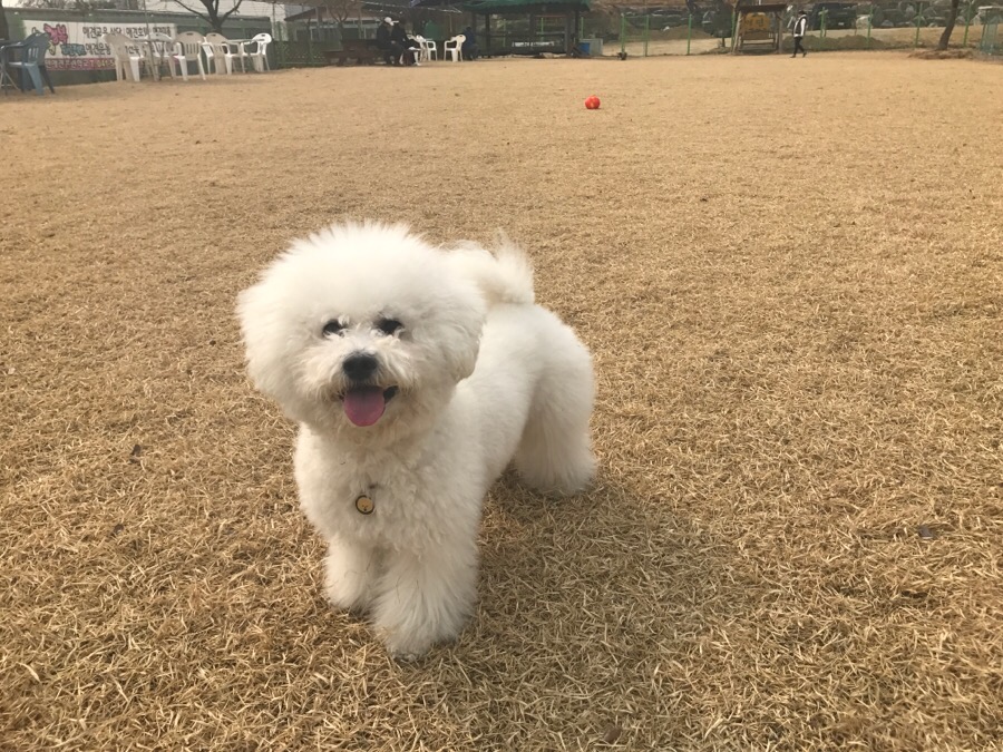 아산 에덴도그파크 훈련소 방문 후기 및 이용 정보 — 사진 17