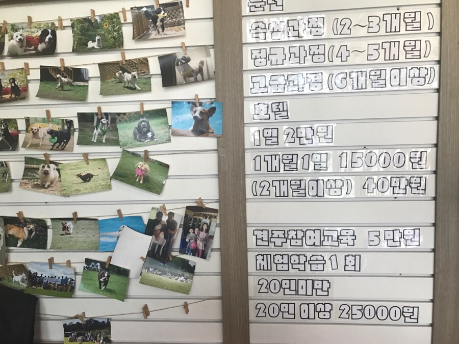 아산 에덴도그파크 훈련소 방문 후기 및 이용 정보 — 사진 7