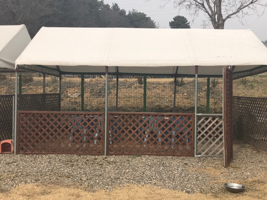 아산 에덴도그파크 훈련소 방문 후기 및 이용 정보 — 사진 13