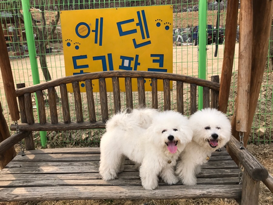 아산 에덴도그파크 훈련소 방문 후기 및 이용 정보 — 사진 14