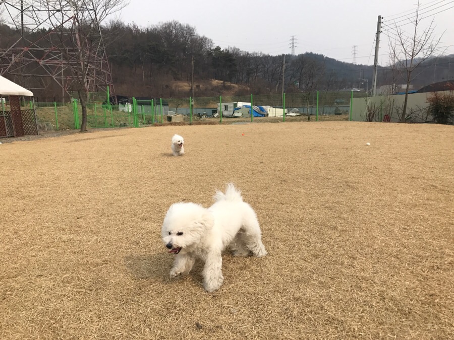 아산 에덴도그파크 훈련소 방문 후기 및 이용 정보 — 사진 16