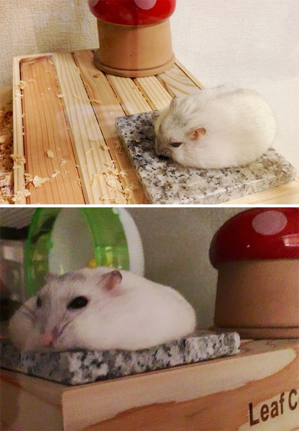 말랑 이미지