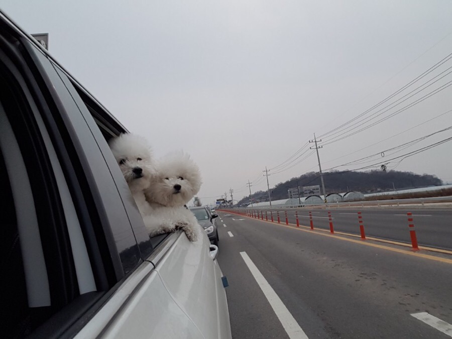 아산 에덴도그파크 훈련소 방문 후기 및 이용 정보 — 사진 2