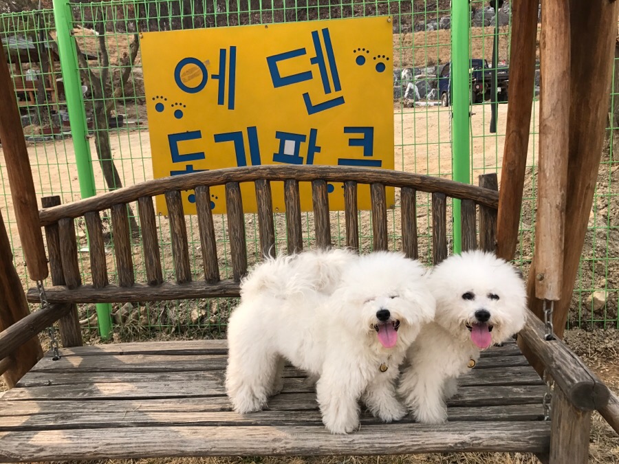 아산 에덴도그파크 훈련소 방문 후기 및 이용 정보 — 사진 15