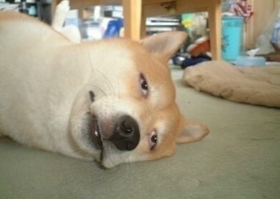 꾹이네 이미지