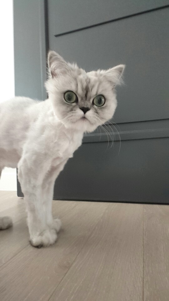 우리아리 이미지