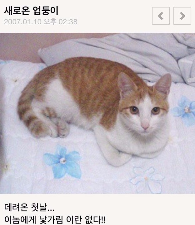 포비밥&면 이미지