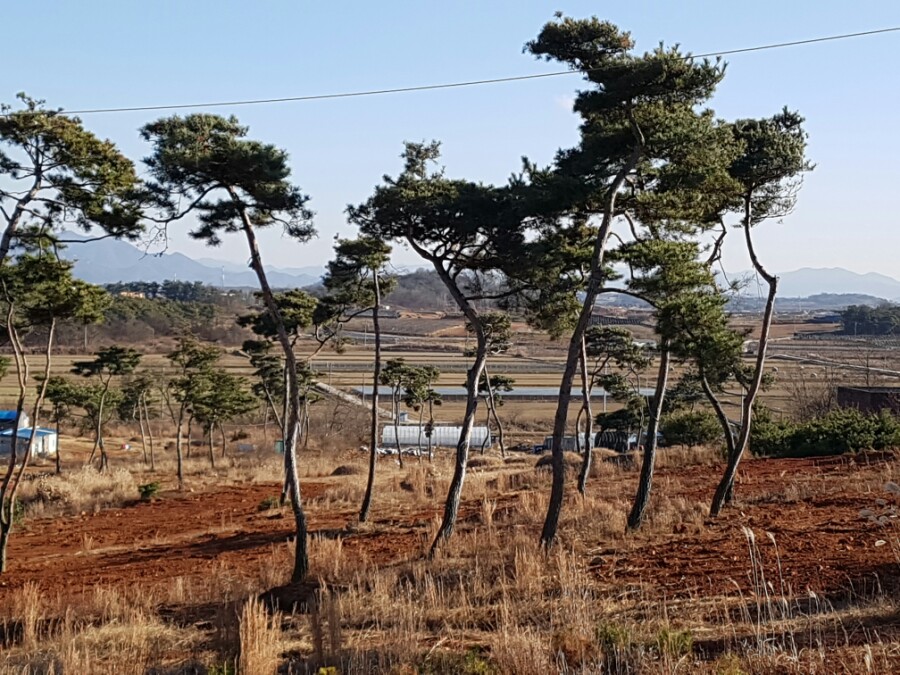 소나무분식 이미지