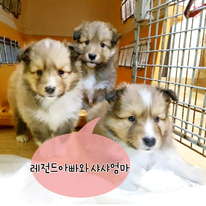 샤샤벨 이미지