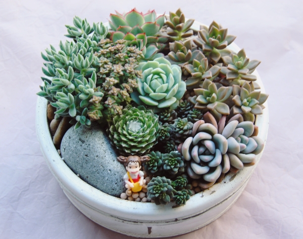 중앙꽃다육 이미지