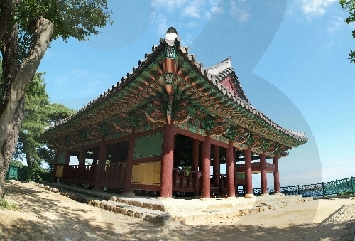 경포8호 이미지