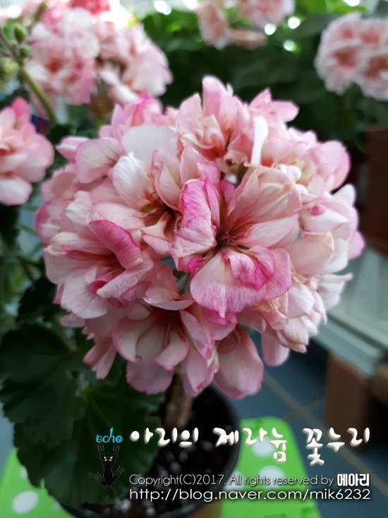 에코루 이미지