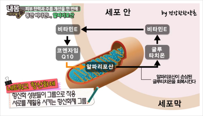 티그린 이미지