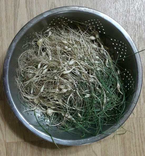 솔지네 이미지
