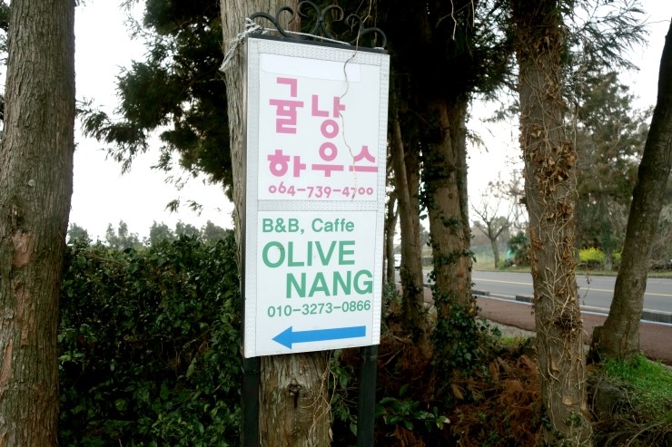올리브낭 이미지