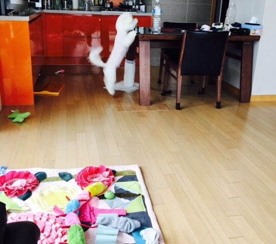 양마니순대곱창 이미지