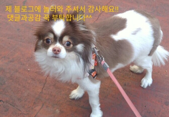 보노보노헤어 이미지