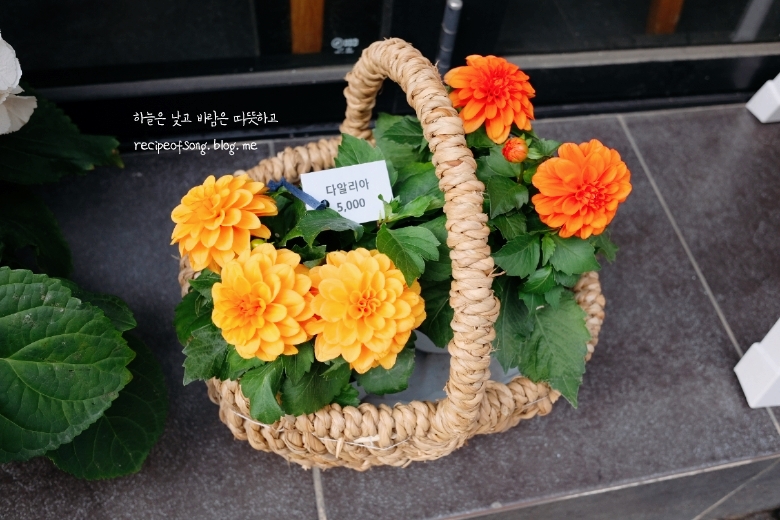 님프플라워 이미지