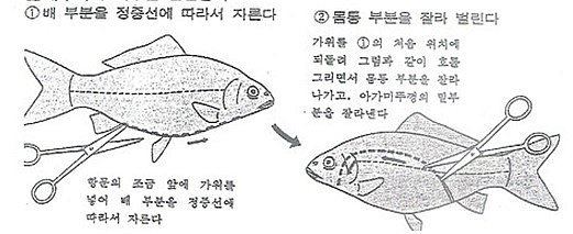 붕어 해부 : 네이버 블로그