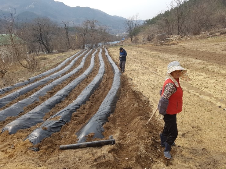 고고 비닐 이미지