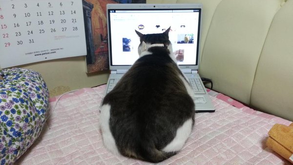 분홍고양이 이미지