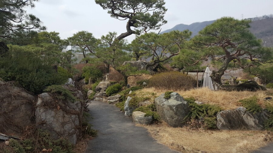 카페나무 이미지