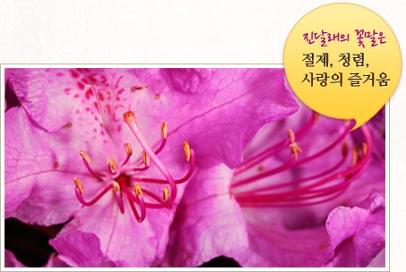 진달래펜션 이미지