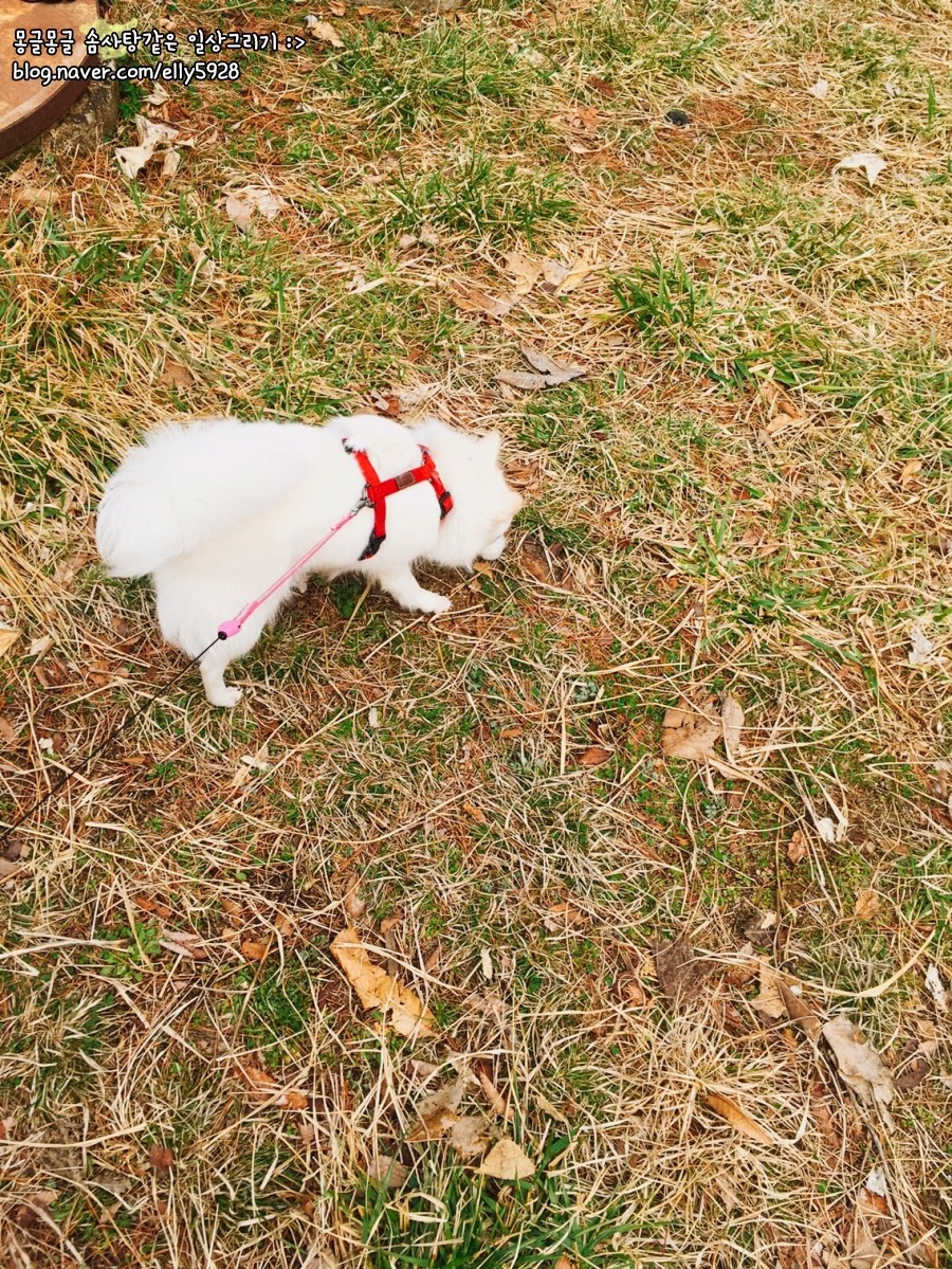 코코멍 이미지