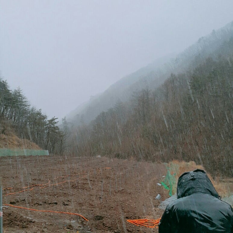체리 팜 이미지