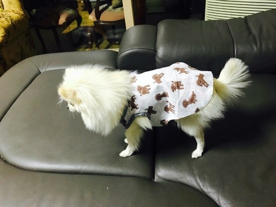 옐로우쏘잉 이미지