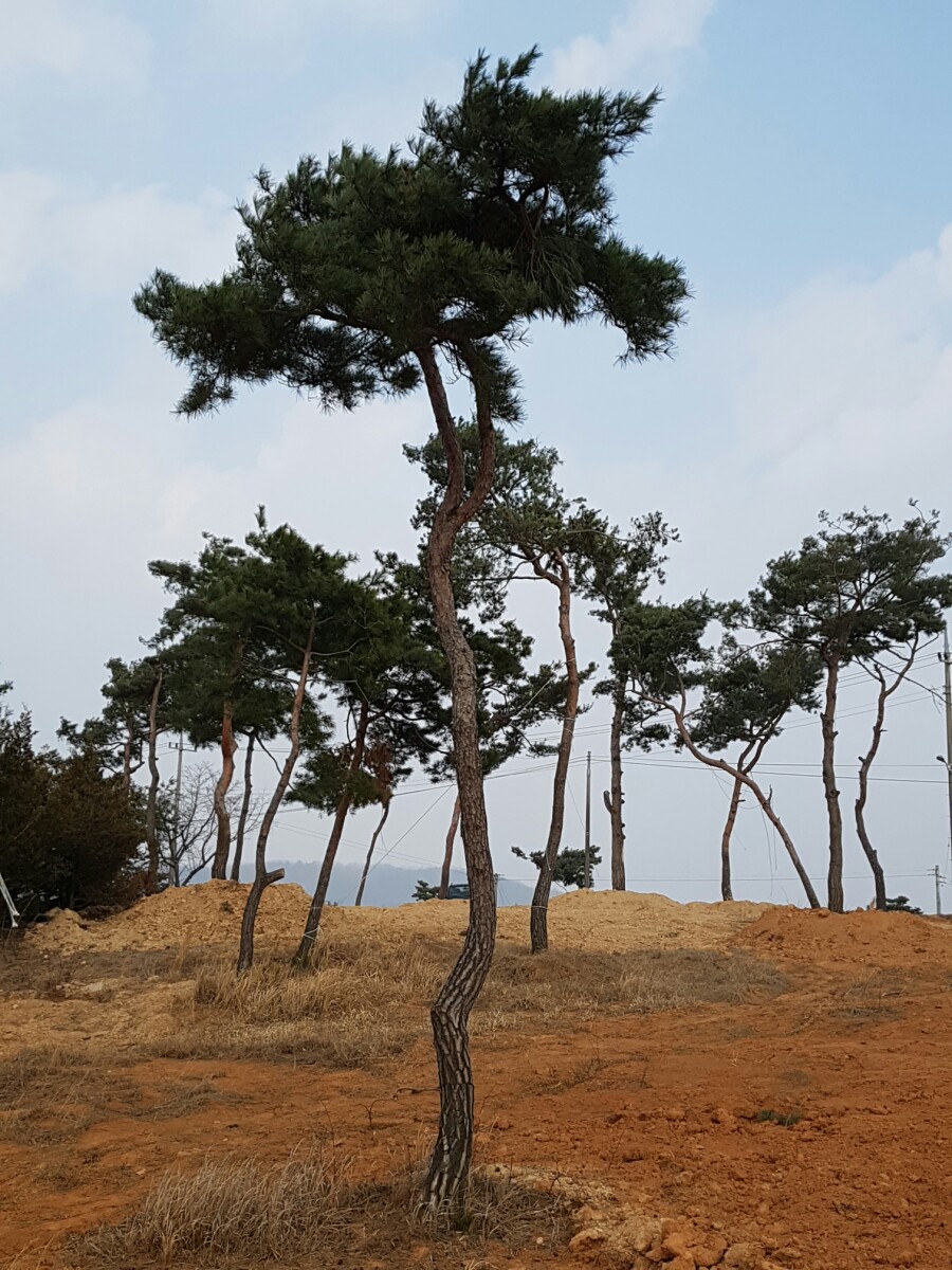 금마조경 이미지