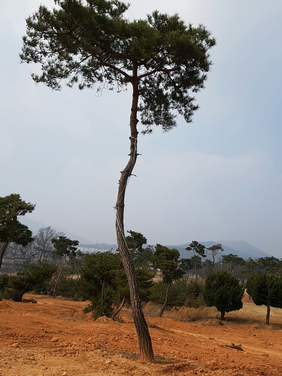 금마조경 이미지