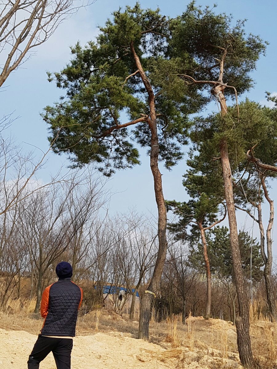 금마조경 이미지