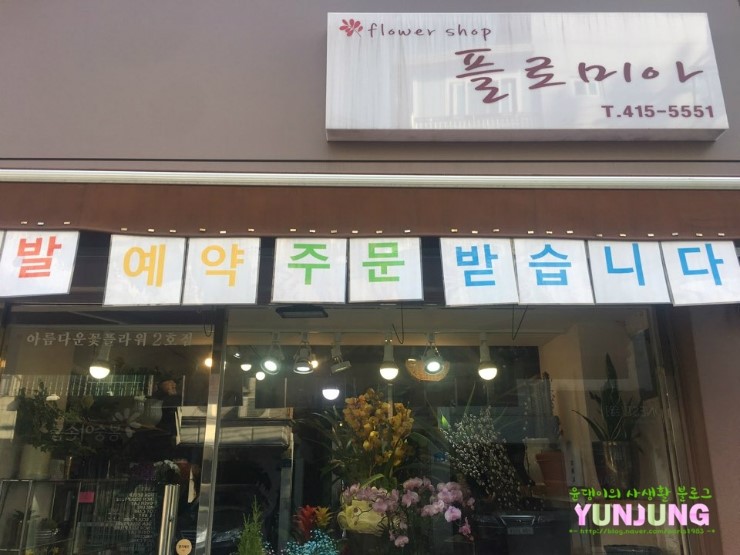 플로미아 이미지