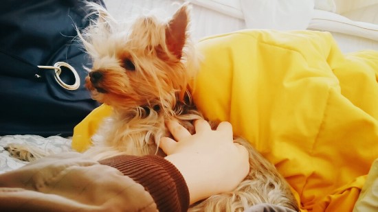 뒹굴개 이미지