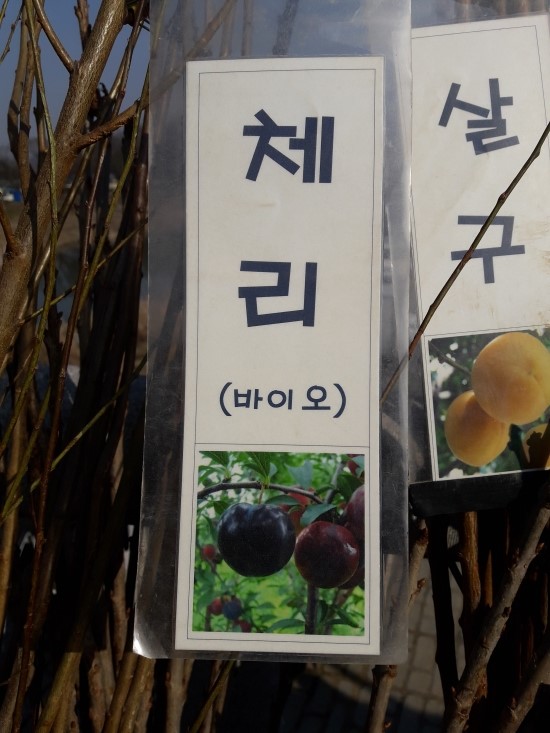 라핀스체리농장 이미지