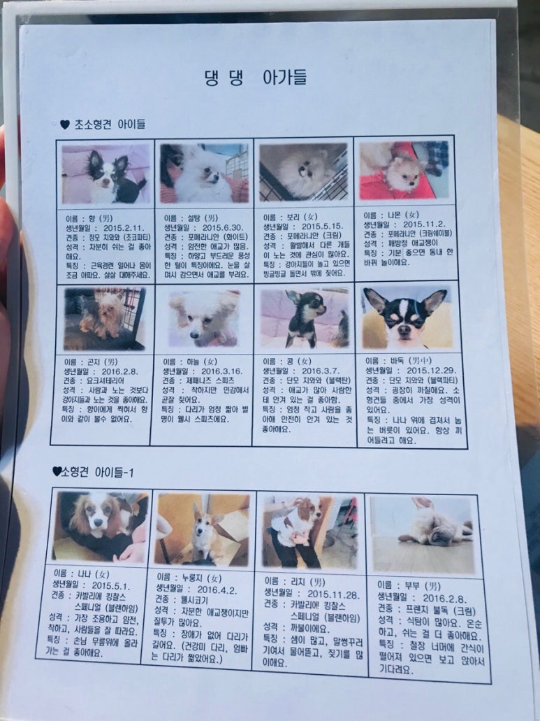 댕댕카페 이미지