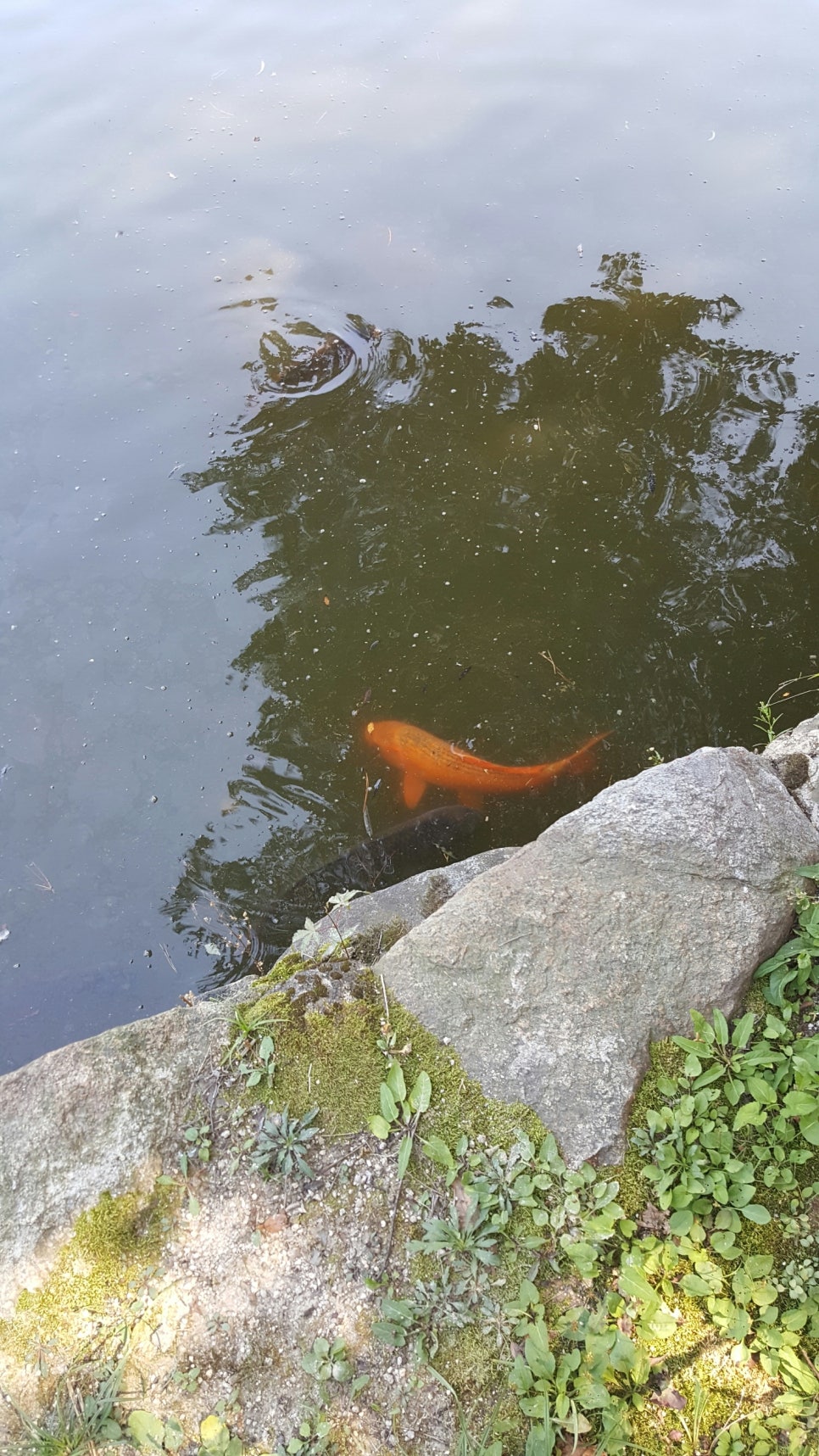 행복한잉어 이미지