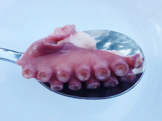 주문진망치 이미지