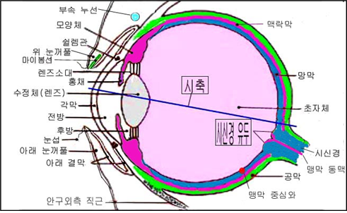 눈의 구조Anatomy of eyes – Dr. John Sangwon Lee's Pediatric Updates