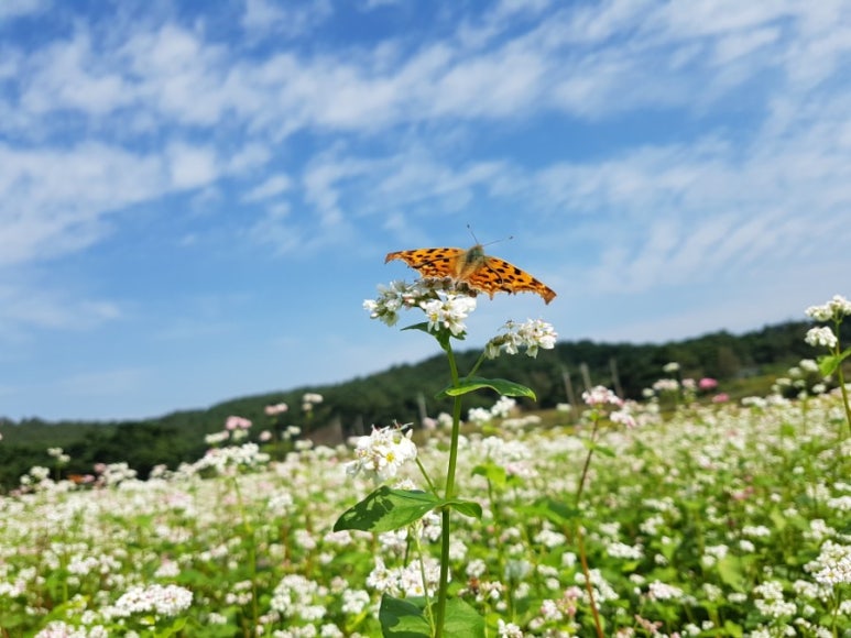 메밀꽃필무렵 이미지