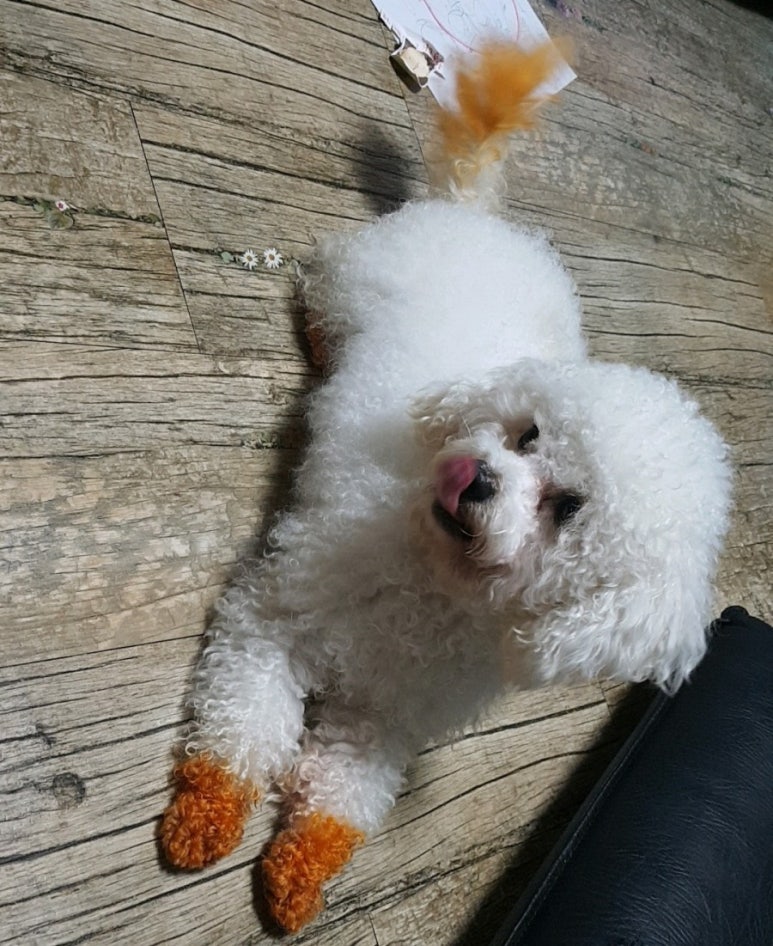 산책헤나 이미지