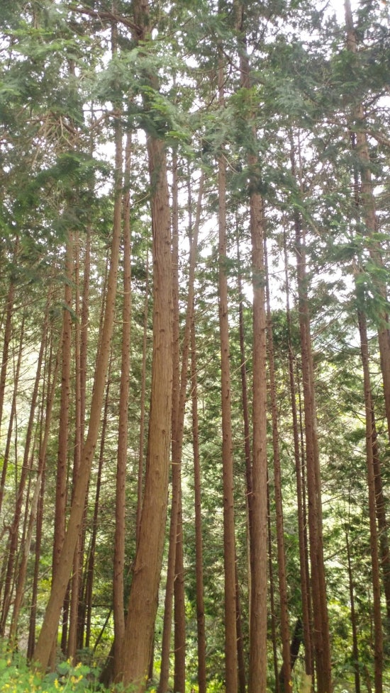 상관편백숲공방 이미지