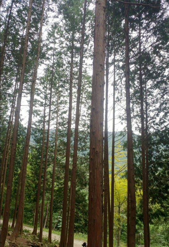 상관편백숲공방 이미지