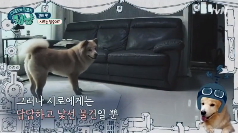 시로씨 이미지