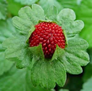 스트로우베리(strawberry) 이미지