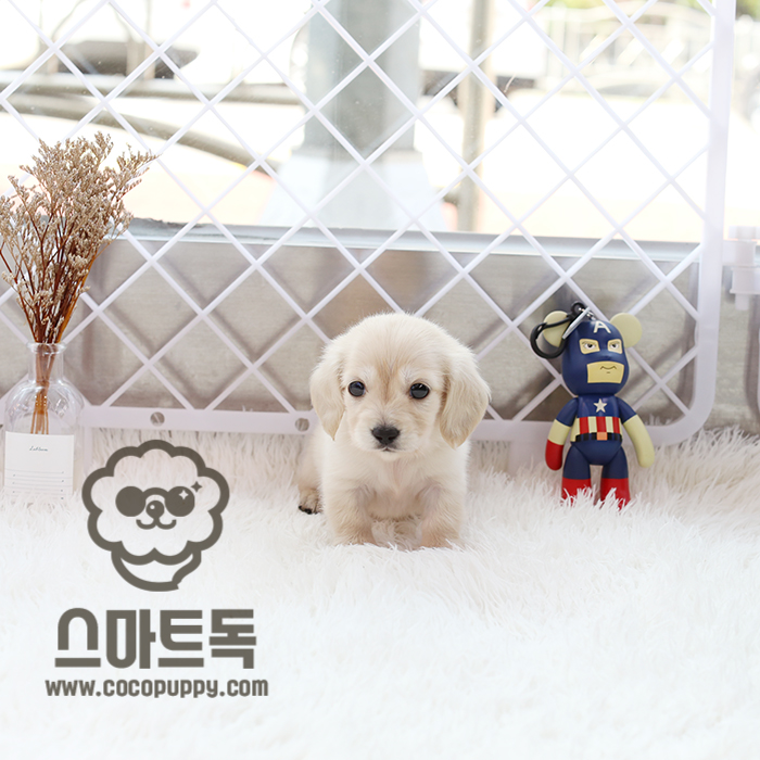 스마트독 이미지