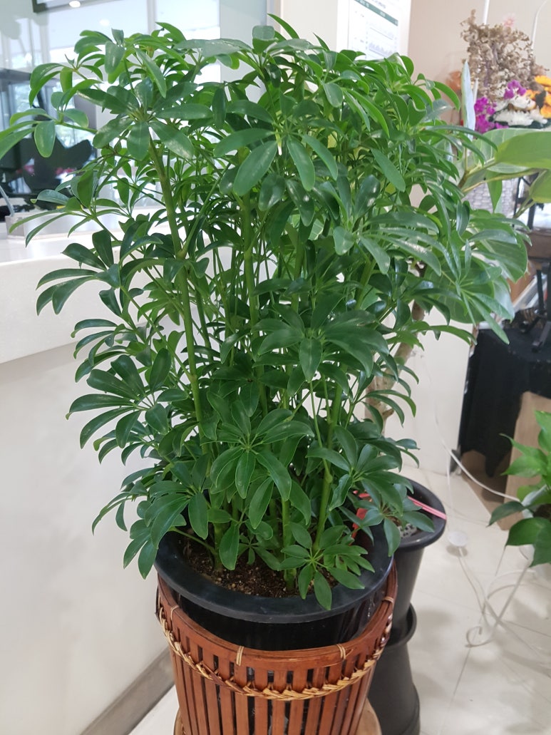 예쁜꽃방 이미지