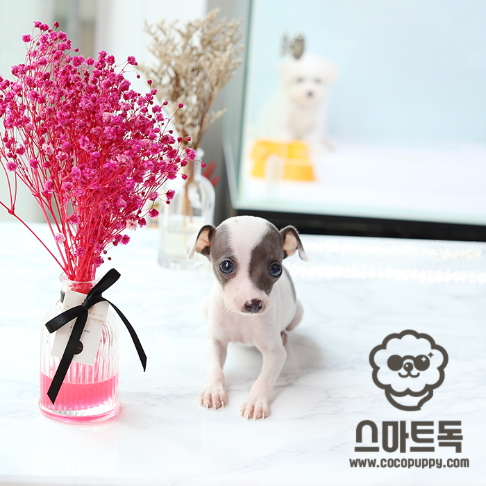 스마트독 이미지