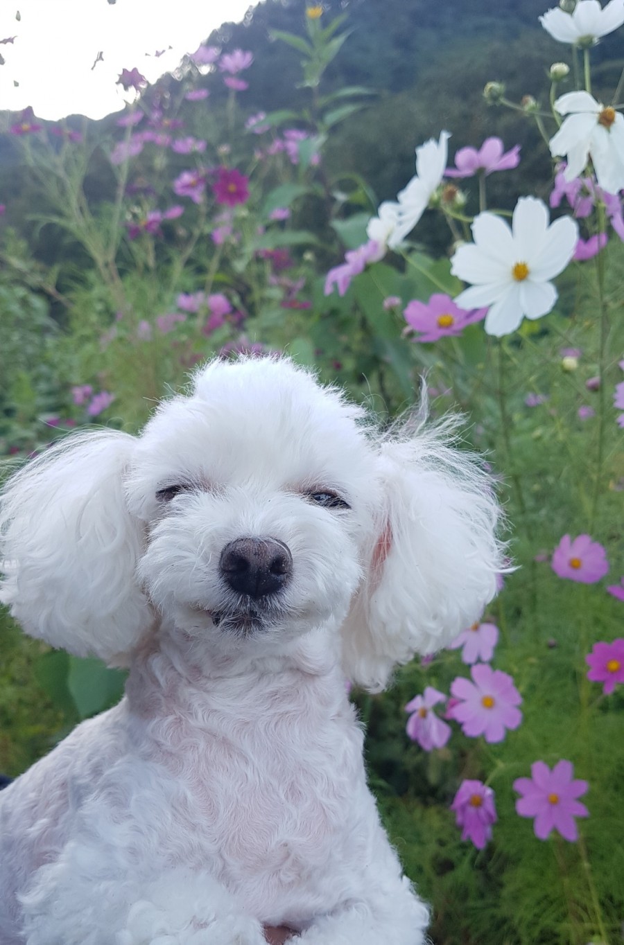 얌얌 이미지